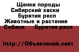 Щенки породы Сибирский хаски  - Бурятия респ. Животные и растения » Собаки   . Бурятия респ.